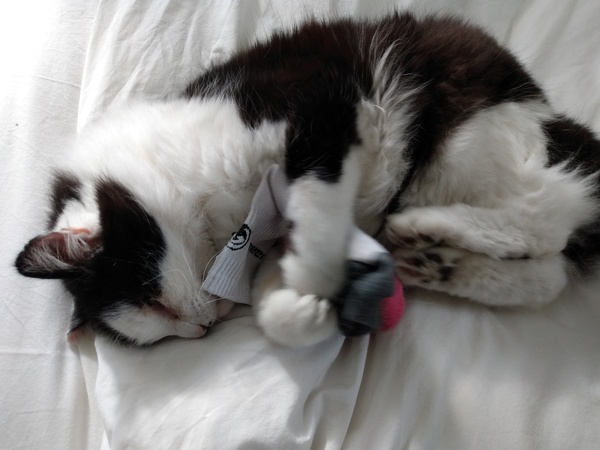 What's your DCat up to today? (Thread 8)