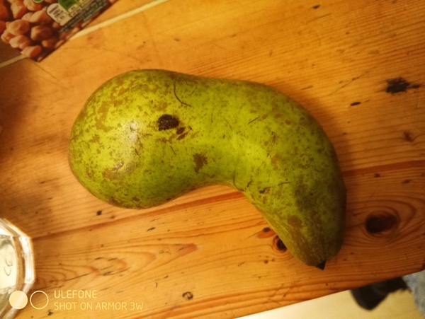 ADs teach twisted lyrics to their pet tortoise