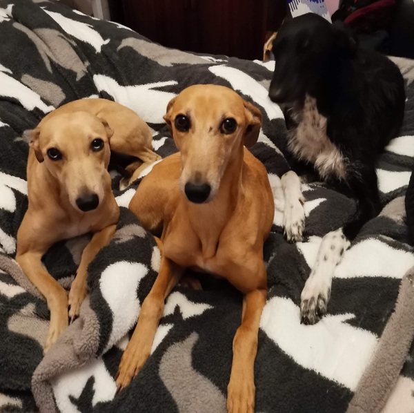 Greyhound/hound owners - can I ask some advice?