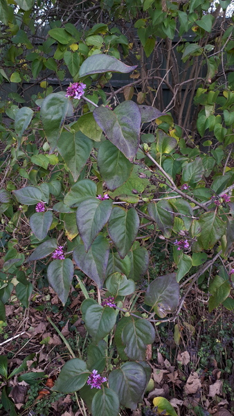 Lilac - pictures please