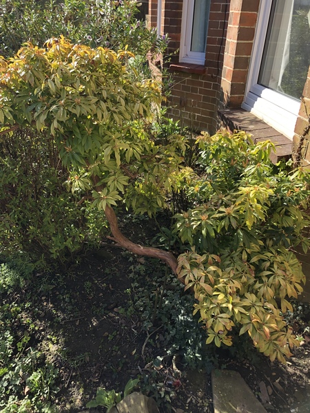 Can someone iD this plant for me?