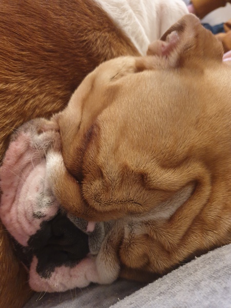 Puppy Survival Thread - March - April