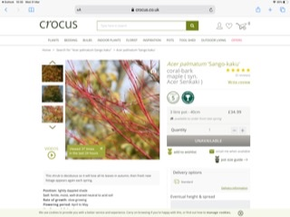 Acer