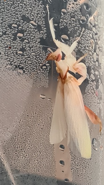 Knit, Crochet and Natter 4 - Yarning into Spring