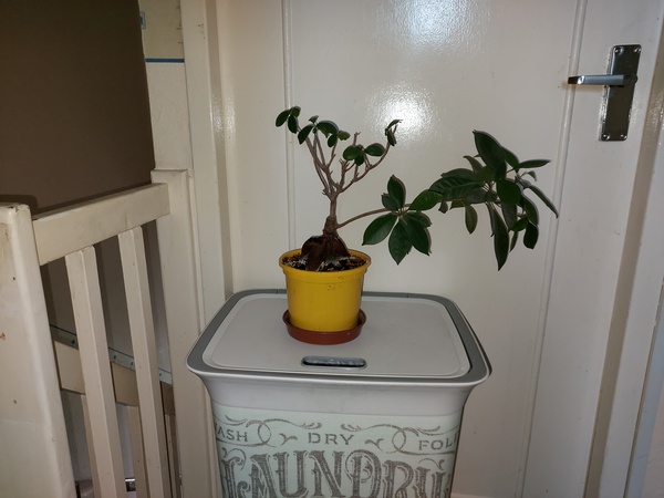Thread for really fucking ugly houseplants