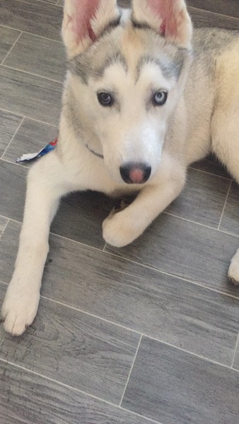 Let’s have a pet picture thread