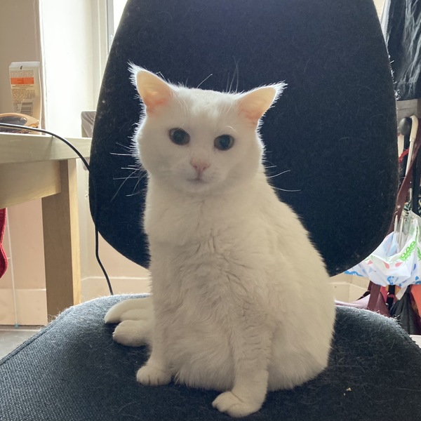Tell me about your cat