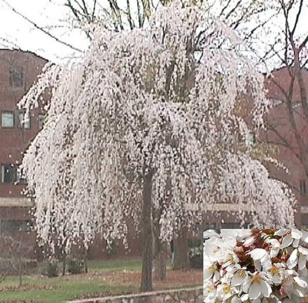 Are weeping flowering cherry trees a bit naff?