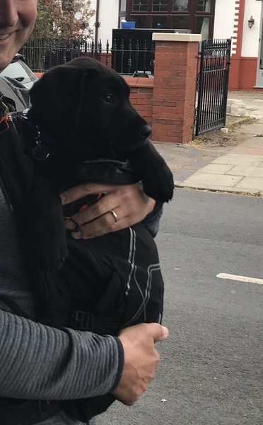 getting the dog out and about