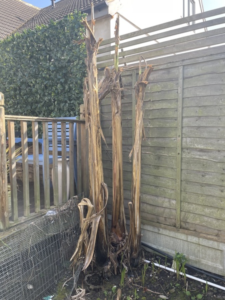 Banana plants