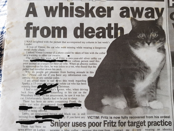 Guess what they found in my cat?