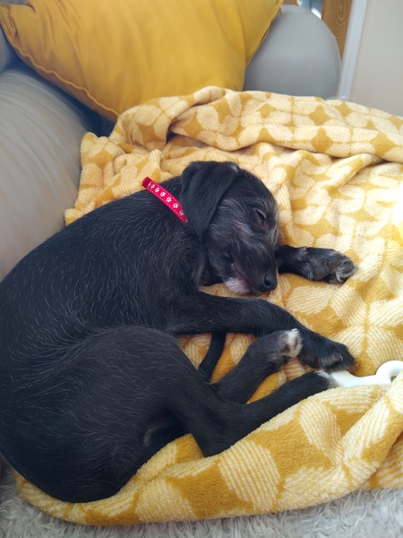 Beddy whippet?