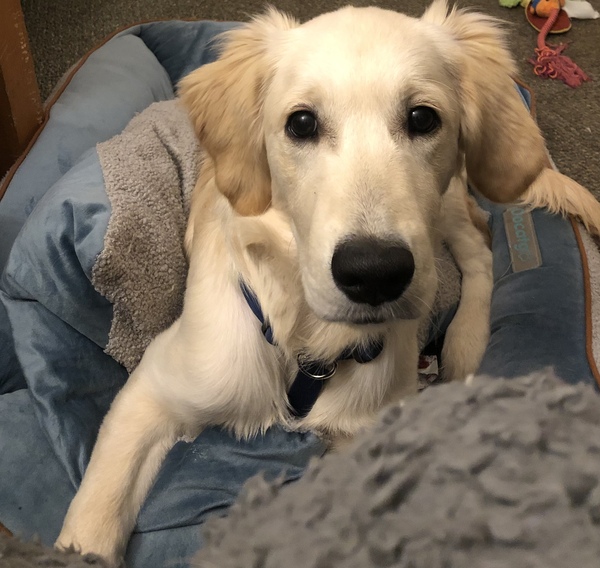 Lab puppy not that bothered about food