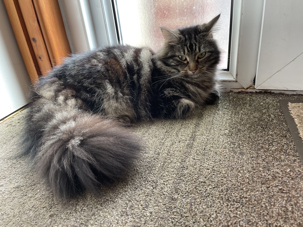 Cat chat thread the umpteenth - the Café is open all welcome