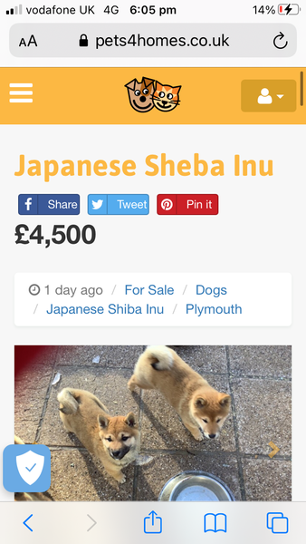 You think if your charging this much for a dog...