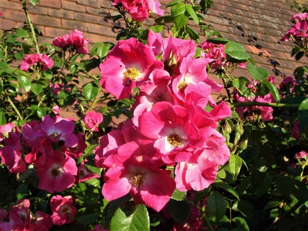 Climbing rose over front porch?