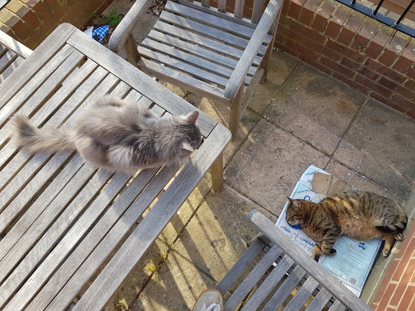 Thug cat part 3.  Unbidden guests are often welcomest when they are gone.