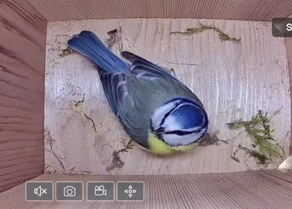 Twitchers! - anyone want to talk birds?
