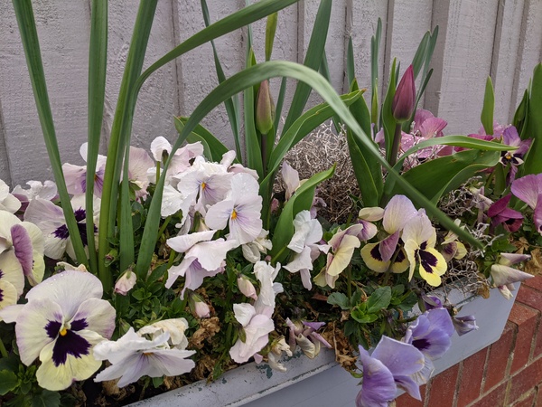 What colour to paint a garden fence ?