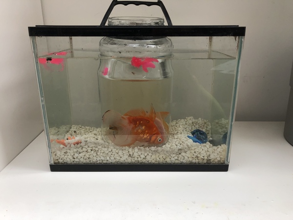 Urgent fish help please!