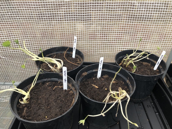 Lupines - help please