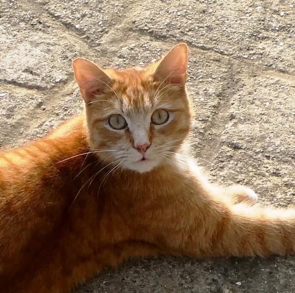 I rescued this gorgeous beast today!