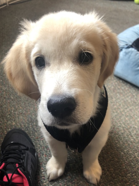 Puppy Survival Thread - January - February