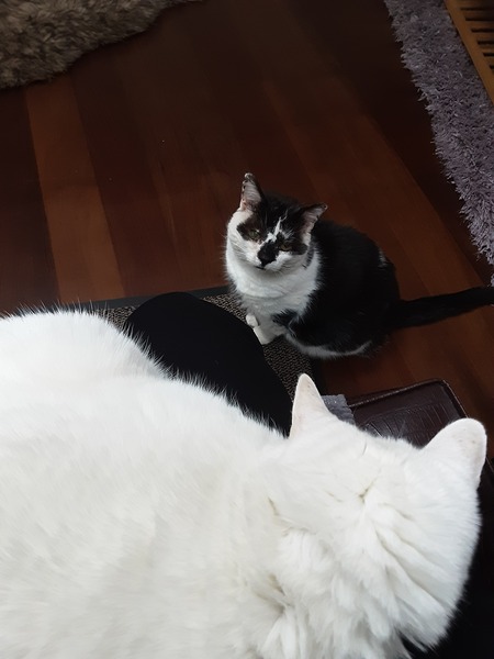 What's your DCat up to today? (Thread 8)