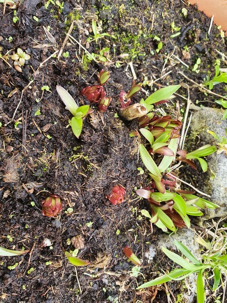 Asiatic lilies - what to do?