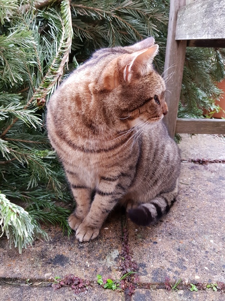 Thug cat part 3.  Unbidden guests are often welcomest when they are gone.