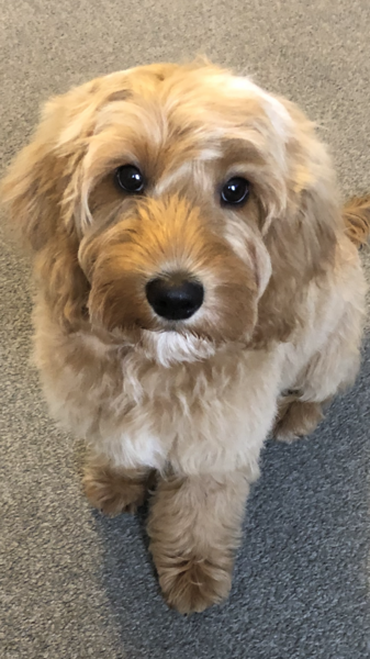 Puppy Survival Thread - March - April