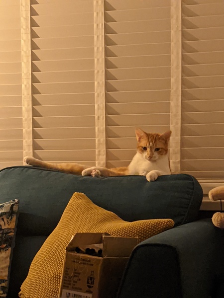 Suddenly lovely cat... I am suspicious