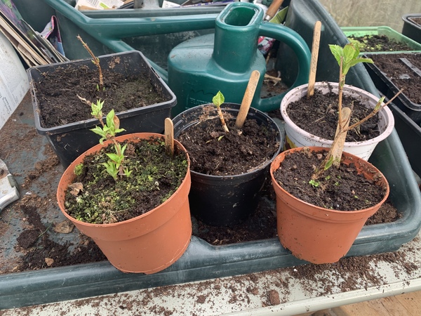 Gardening chat