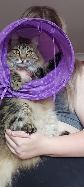 Tell me about your cat