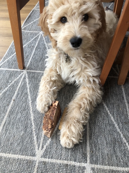 Puppy Survival Thread - March - April