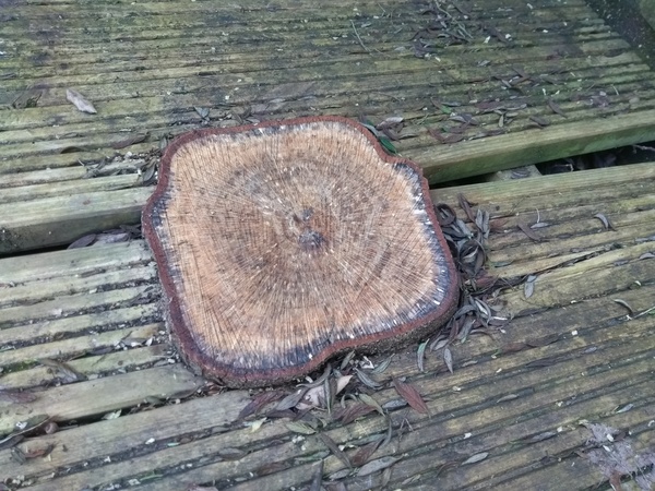 poisoning a tree stump