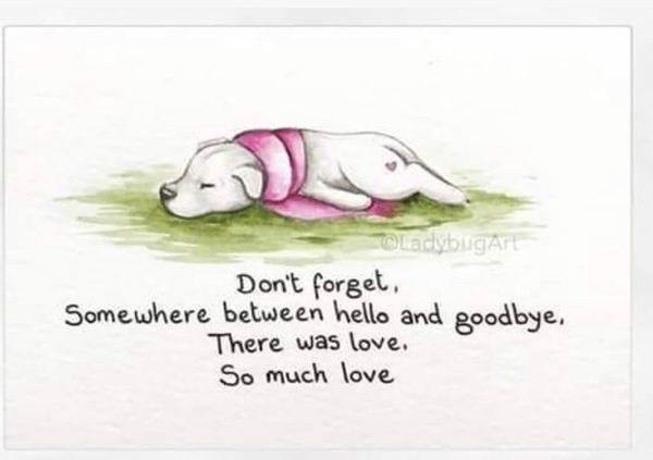 We had to put our 14 year old lab to sleep today in devastated