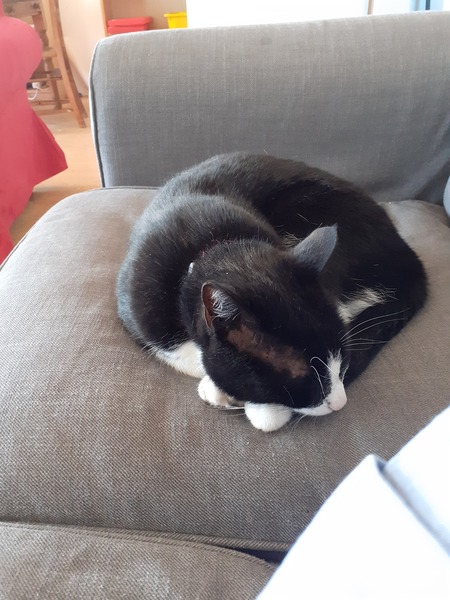 Is this how you get a cat?