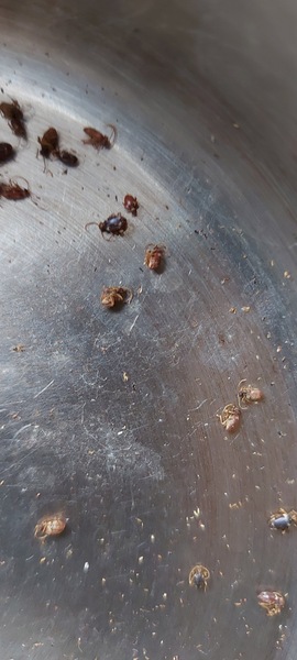 Insect ID help, please. (Warming: photos of insects...)