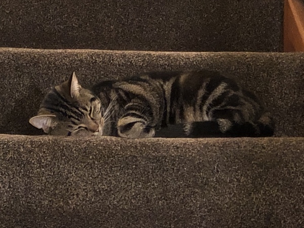 Cat chat thread the umpteenth - the Café is open all welcome