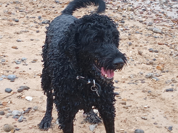 Does anyone own a Labradoodle or Goldendoodle?