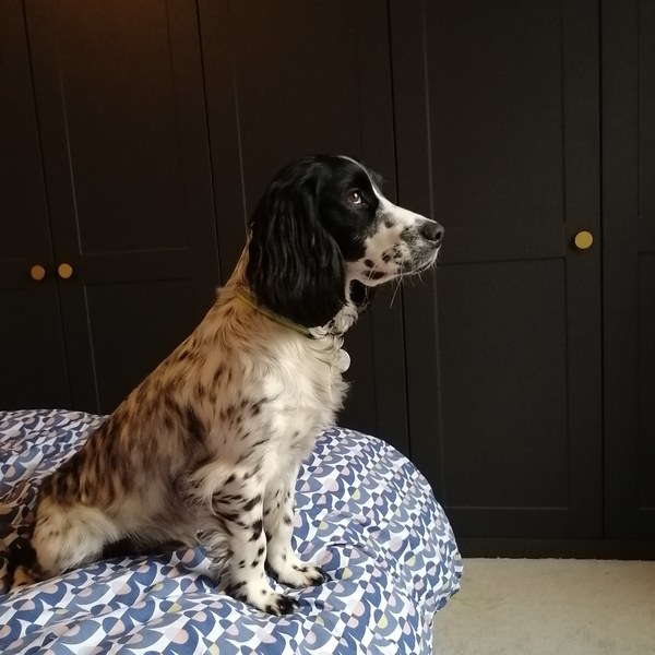Cocker spaniel