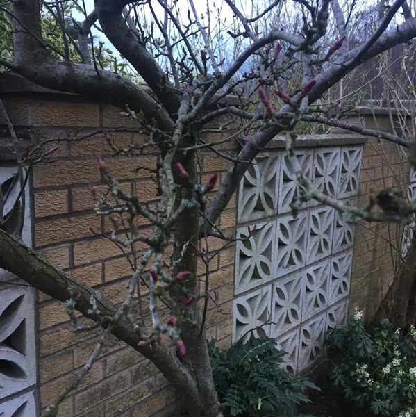 What are my trees