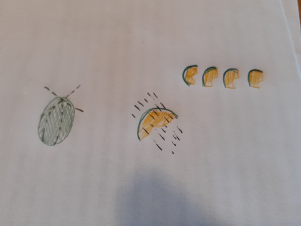 How do you cut a melon?