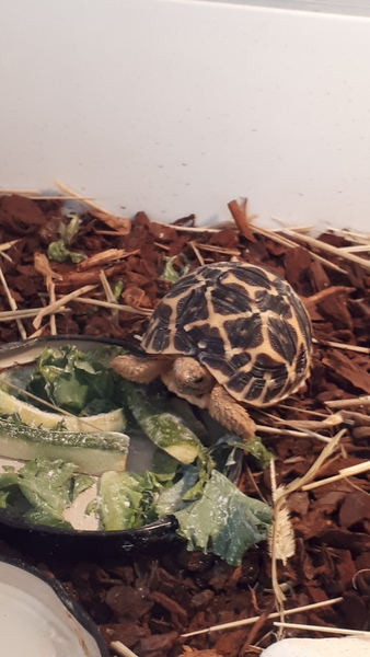 ADs teach twisted lyrics to their pet tortoise