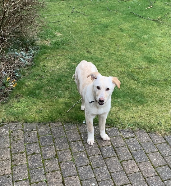 I have a nameless puppy... any ideas?