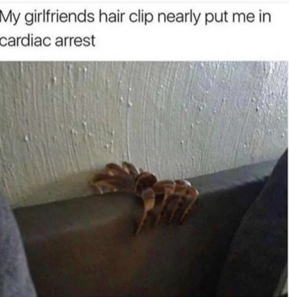 Is it that time of year again (spider related!) Warning for those who don't like spiders - photo included!