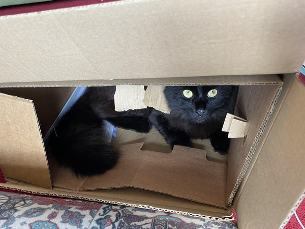 Do they put a little sprinkling of catnip in the bottom of every Amazon box?