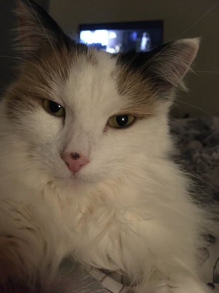 Maine Coon or Tonkinese?