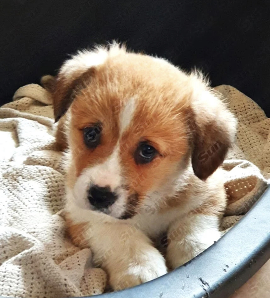 It’s irresponsible to buy 2 puppies at 94